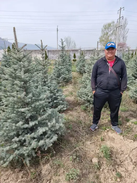 Голубые ели блю даймонд, хупси