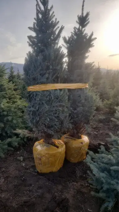 Голубые ели блю даймонд, хупси