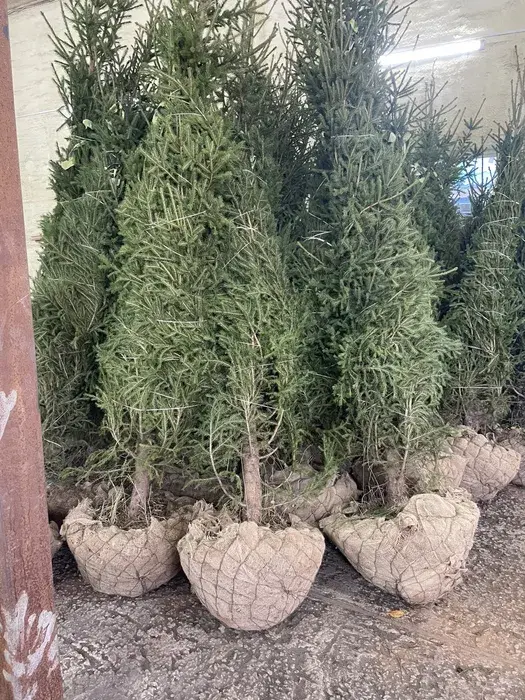 Ели зеленые сибирские