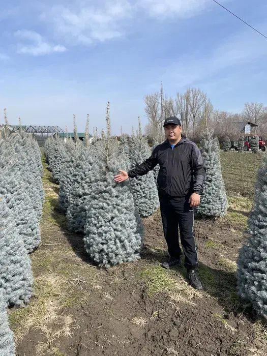 Ель голубая