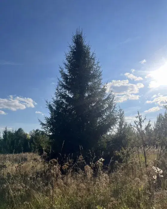 КРУПНОМЕРЫ: сосны, ели голубые, ели сибриские