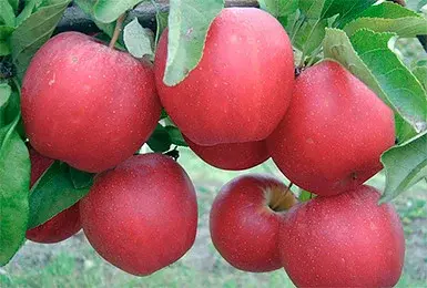 Саженцы Яблони "Гала" Код: 3010