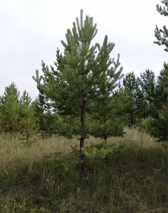 Ива Клен тополь вязь береза