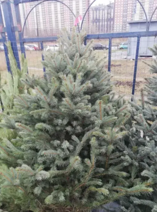 Голубые ели