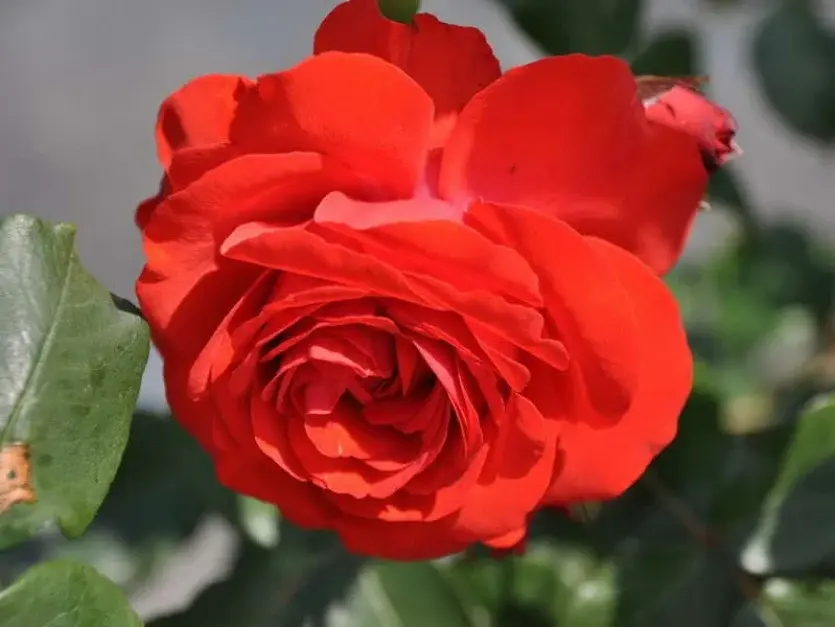 Корни роз сорт "Лилиана" Код: 4051