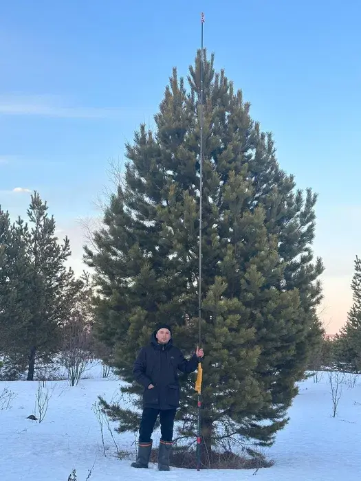 Крупномеры сосны саженцы