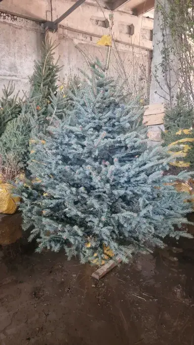 Ель голубая сосна саженцы