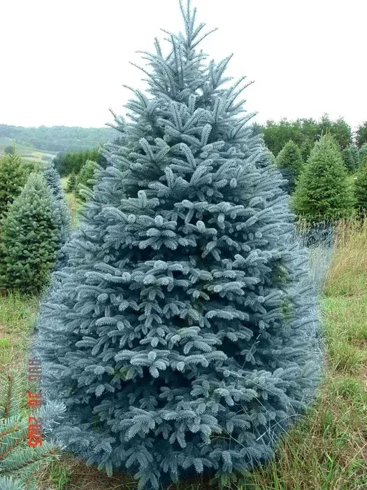 Сирень ель сосна саженцы