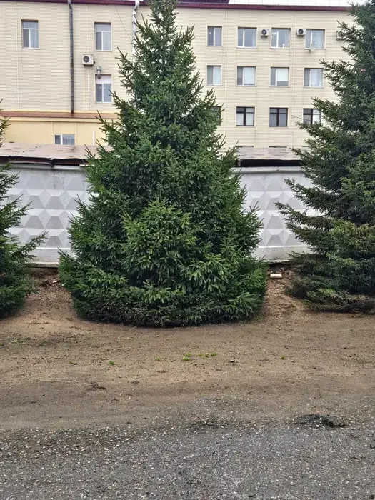 Ель елки сосна саженцы