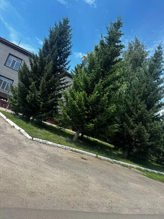 Ель голубая сибирская