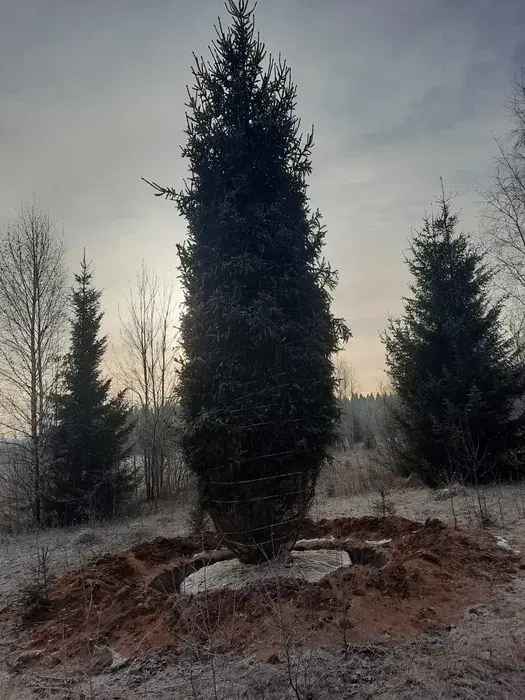 Крупномеры Сосна Ель голубая Зеленая