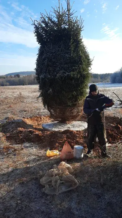 Крупномеры Сосна Ель голубая Зеленая