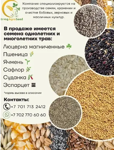 Пшеница