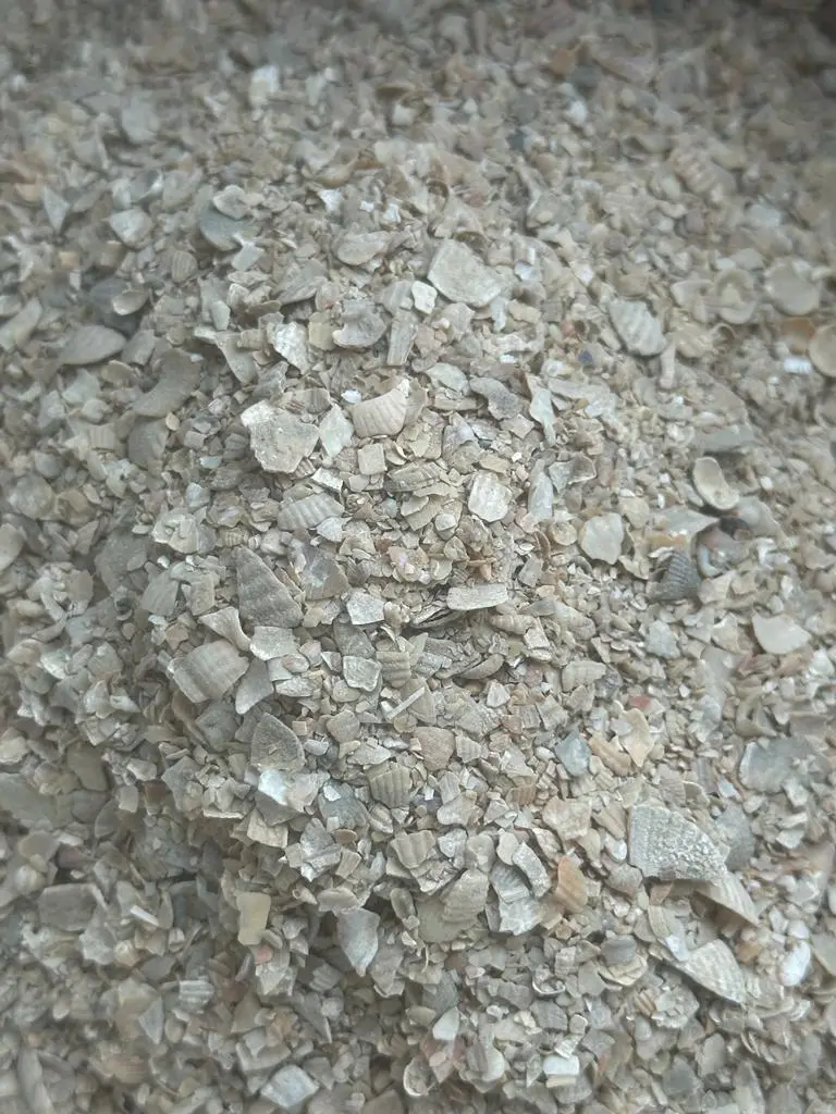 Ракушка кормовая-морская