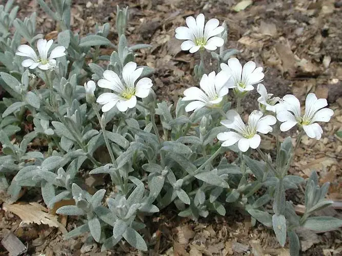 Ясколка Биберштейна (CERASTIUM BIEBERSTEINII)