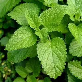 Мелисса лекарственная (MELISSA OFFICINALIS)