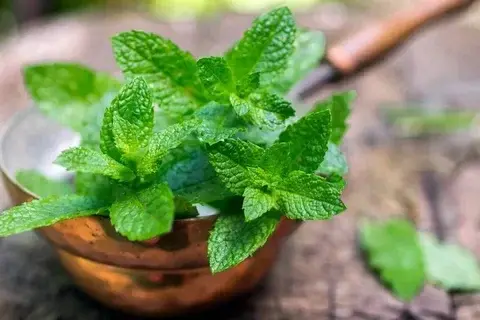 Мята перечная (MENTHA X PIPERITA)