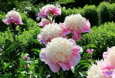 Пионы (PAEONIA)
