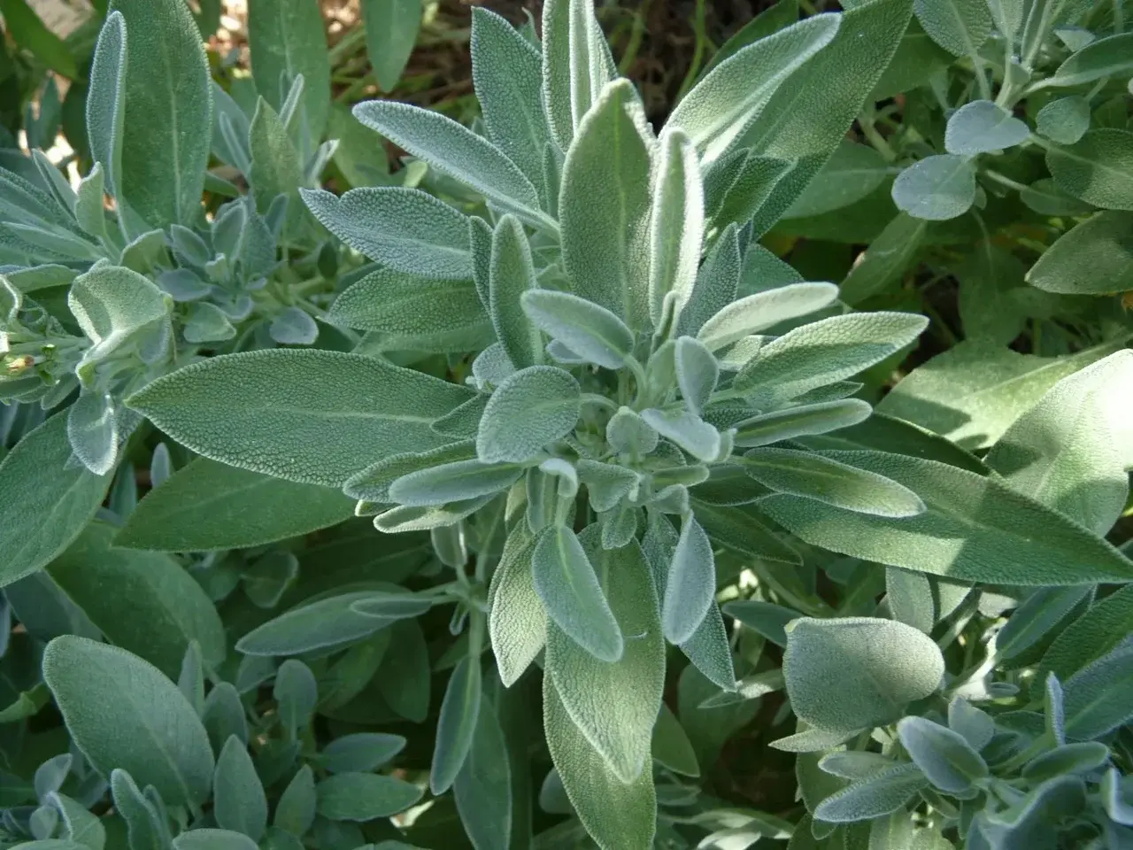 Шалфей лекарственный (SALVIA OFFICINALIS)