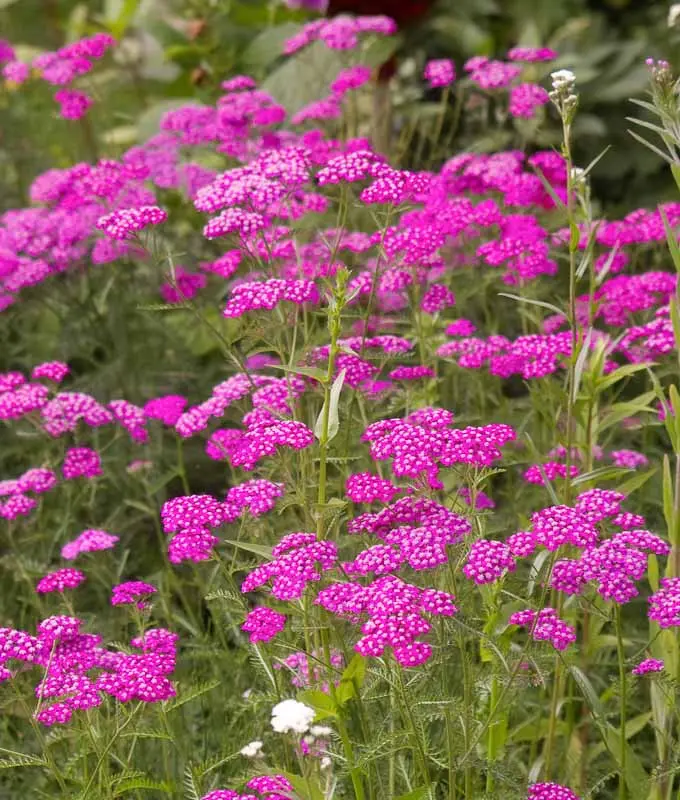 Тысячелистник 'CERISE QUEEN'