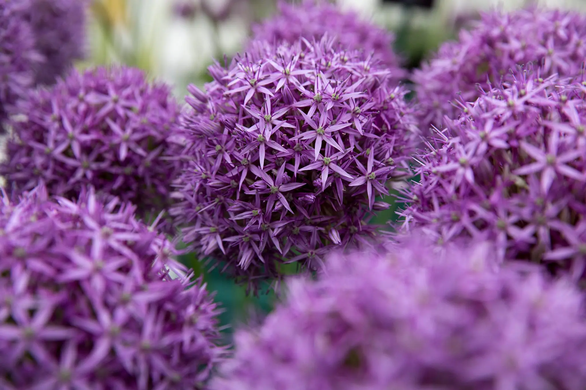 Лук 'PURPLE CALIA'