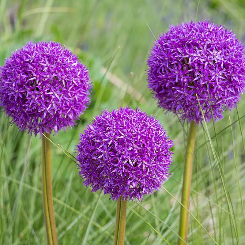 Лук 'PURPLE SENSATION'