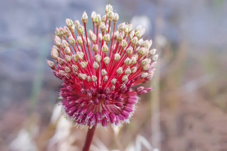 Лук 'RED-MOHICAN'