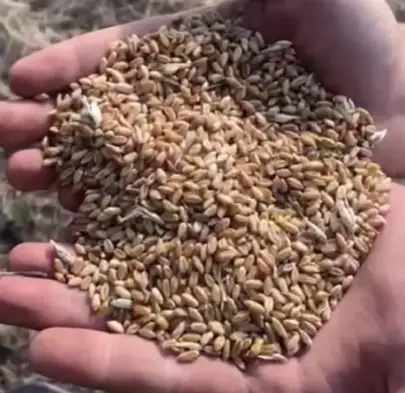 Продам ЛЕН 20 тон Карабалык