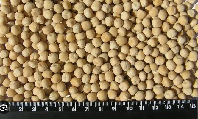 Продам горох 150 тонн с ндс