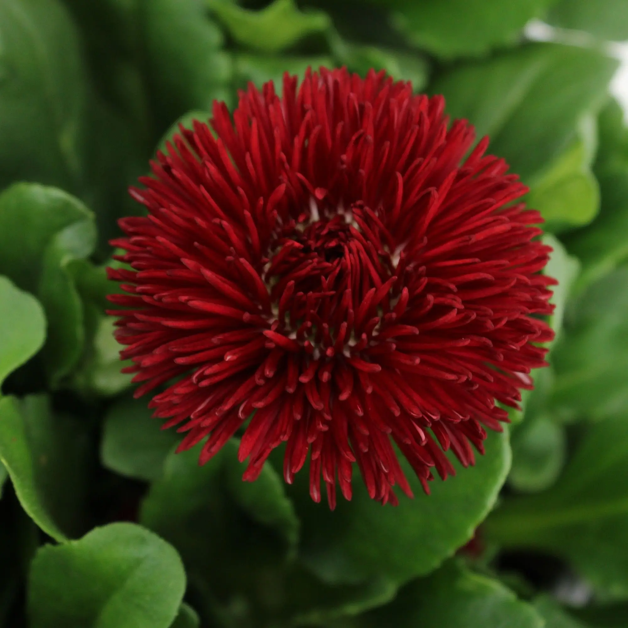 Маргаритка многолетняя 'ROGGLI RED'