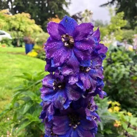 Дельфиниум 'DARK BLUE DARK BEE'