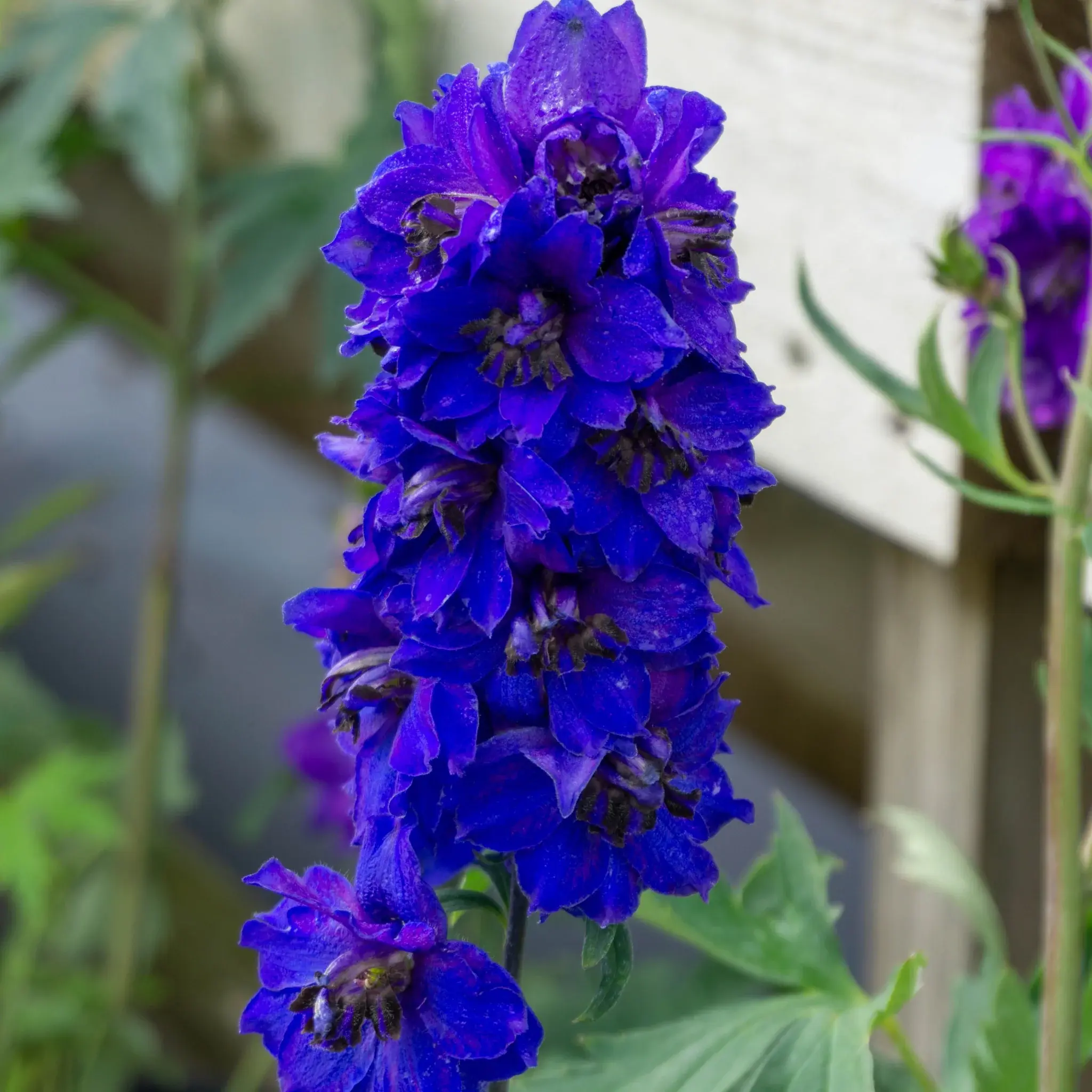 Дельфиниум 'DARK BLUE DARK BEE'