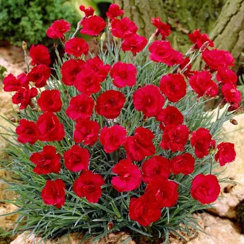 Гвоздика 'RUBIN'