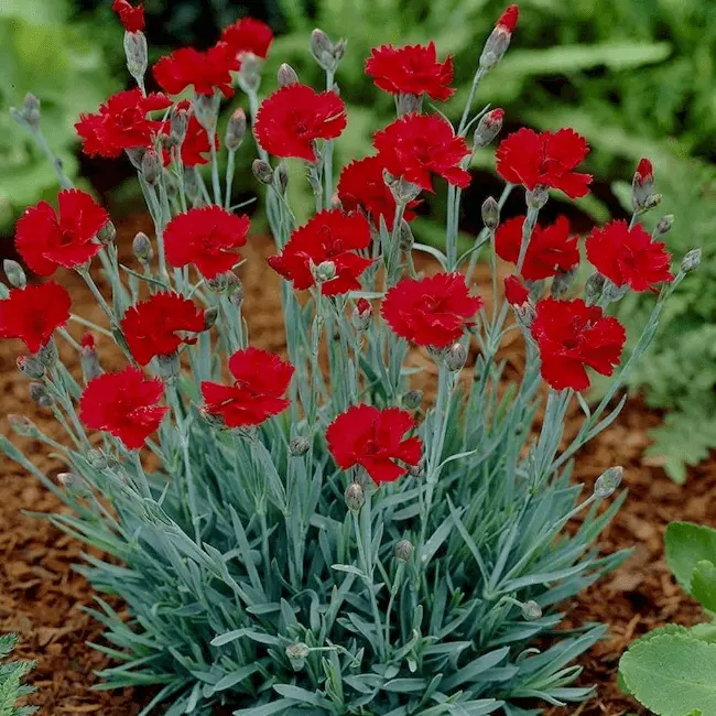 Гвоздика 'RUBIN'