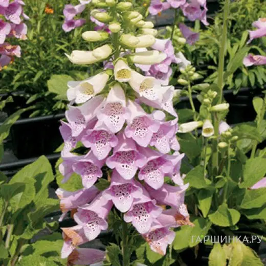 Наперстянка пурпурная 'VIRTUOSO LAVENDER'