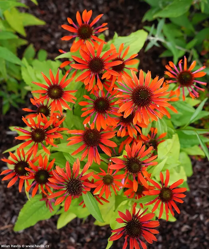 Эхинацея 'ORANGE PEARL'