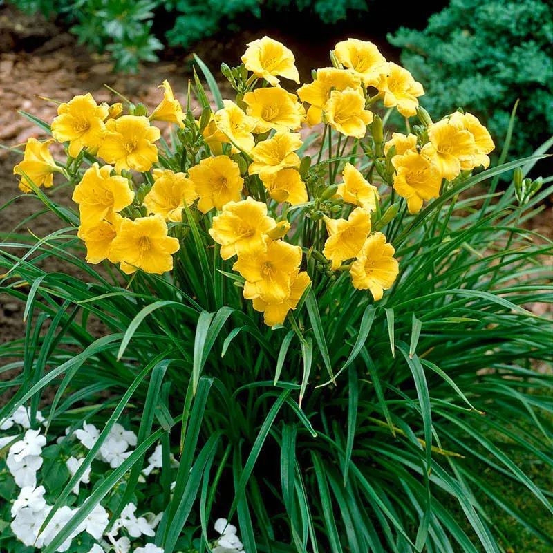 Лилейник 'STELLA DE ORO'