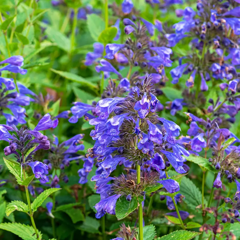 Котовник 'BLUE DRAGON'