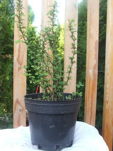 Барбарис Тунберга 'ATROPURPUREA'