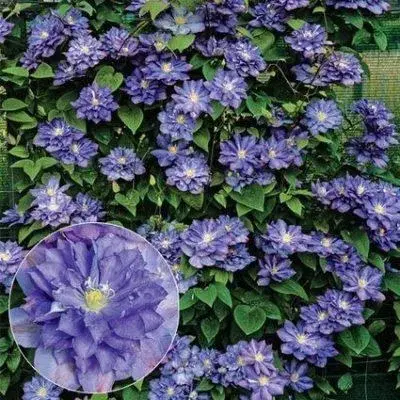 Клематис Blue Explosion размер 80-100