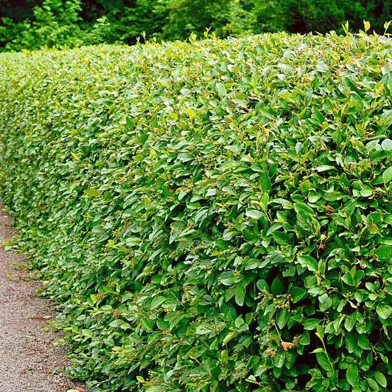 Кизильник блестящий, размер 60-80 (COTONEASTER LUCIDUS)