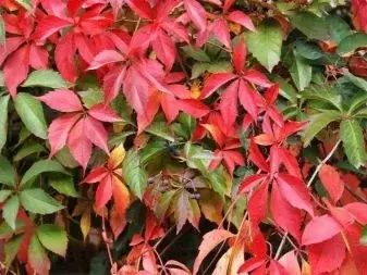 Виноград девичий пятилисточковый (PARTHENOCISSUS QUINQUEFOLIA)
