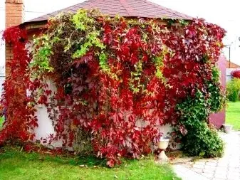 Виноград девичий пятилисточковый (PARTHENOCISSUS QUINQUEFOLIA)