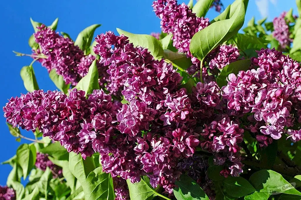 Сирень обыкновенная (SYRINGA VULGARIS)