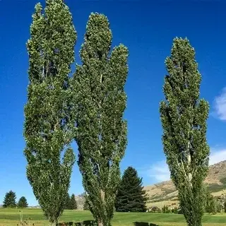 Тополь пирамидальный (POPULUS NIGRA, ITALICA )