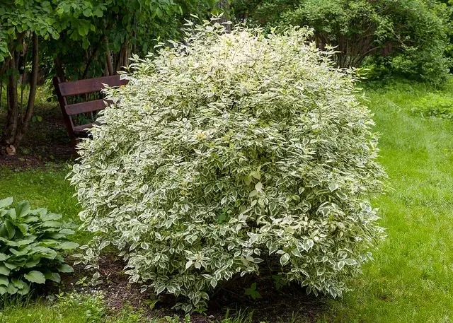 Дерен белый 'ELEGANTISSIMA'