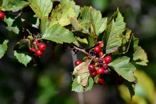 Боярышник кроваво-красный (CRATAEGUS SANGUINEA)
