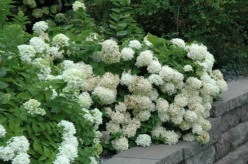 Гортензия метельчатая 'FLORIBUNDA'