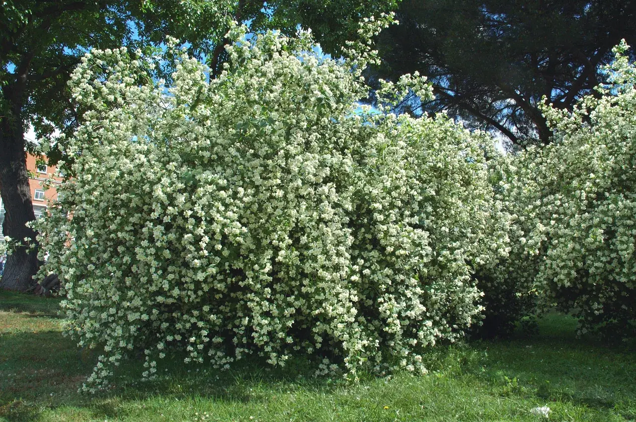 Чубушник венечный (PHILADELPHUS CORONARIUS)