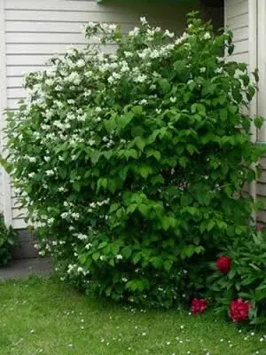 Чубушник венечный (PHILADELPHUS CORONARIUS)